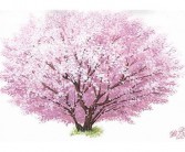 樱花的英文