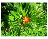 orchid[关于兰花]的中文翻译及英文名兰花 英文意思