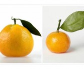 “orange”竟然不是橘子  橘子的英文到底是什么
