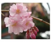 “樱花”的几种表达