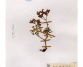 草英文