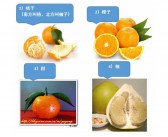 橘子和橙子在英文中各是怎样的 橘子和橙子是橙子的英文一个东西吗 用英语说都