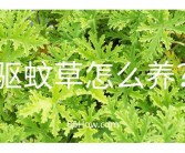 草的英文