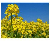 花菜英语怎么说花菜的英文