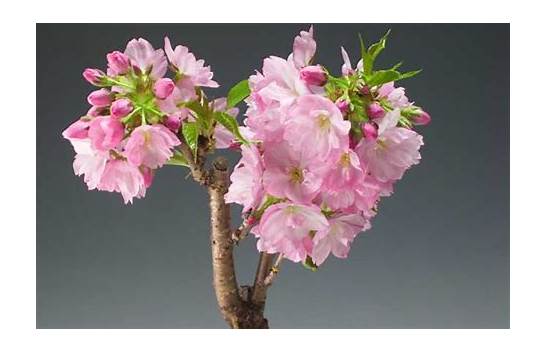 “樱花”的几种表达