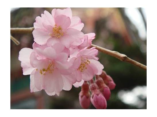 “樱花”的几种表达
