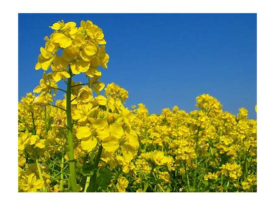 花菜英语怎么说