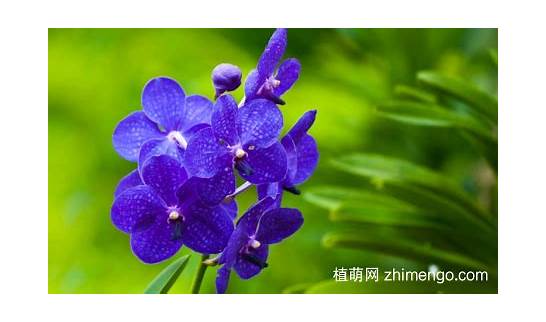(关于兰花的英语美文)