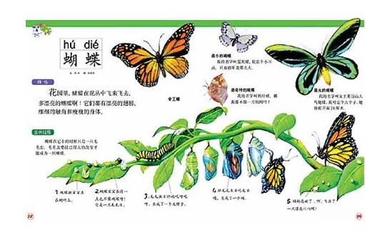 毛毛虫的英文怎么说(蝴蝶的英文怎么说?)