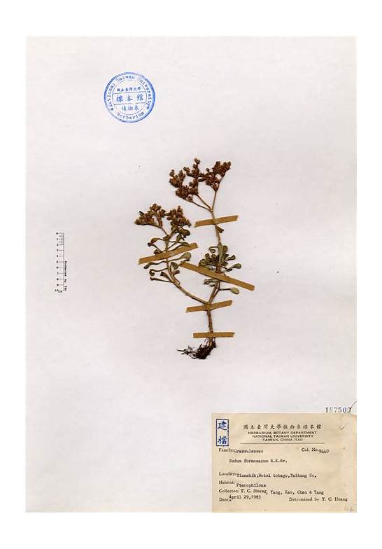 草英文与英文