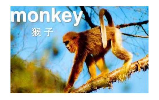 猴子的英文与英文