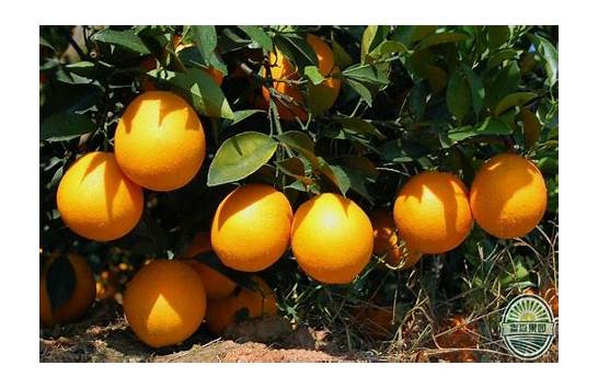 我们都知道“橙子”的英文是orange 那”橘子“呢 可别又说orange哦